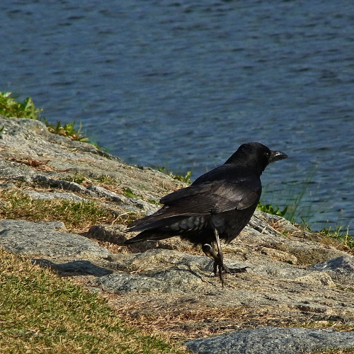 kinkurohajiro:2 dec. 2014(火) crows @ Kamogawa , Kyoto.  1&2,9&10; Carrion Crow adults 3&4; Jungle Crows, 5-8; young Carrion Crows.