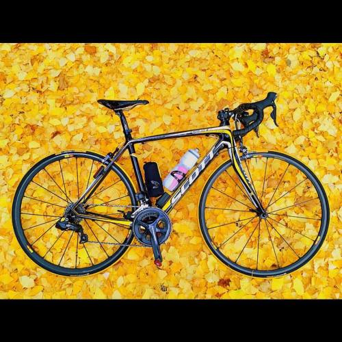 kofuka:2016.10.30 . 継続的な体調不良の間に寒くなり 自転車へのモチベーションを保てなくなりました 取り戻そうとカメラロールを見ていたら 去年は沢山キレイな黄色い絨毯を撮れたので 埋