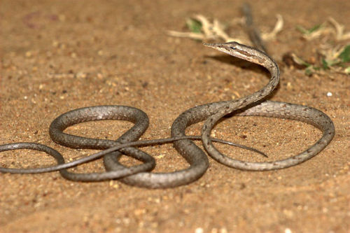 cool-critters:Brown-speckled whipsnake (Ahaetulla pulverulenta)The brown-speckled whipsnake is a spe