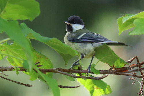 Great tit/talgoxe.