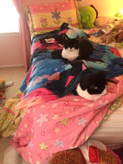 omaha-means-family:  The only ones who like my Garnet Blanket as much as me @artemispanthar  Awww!