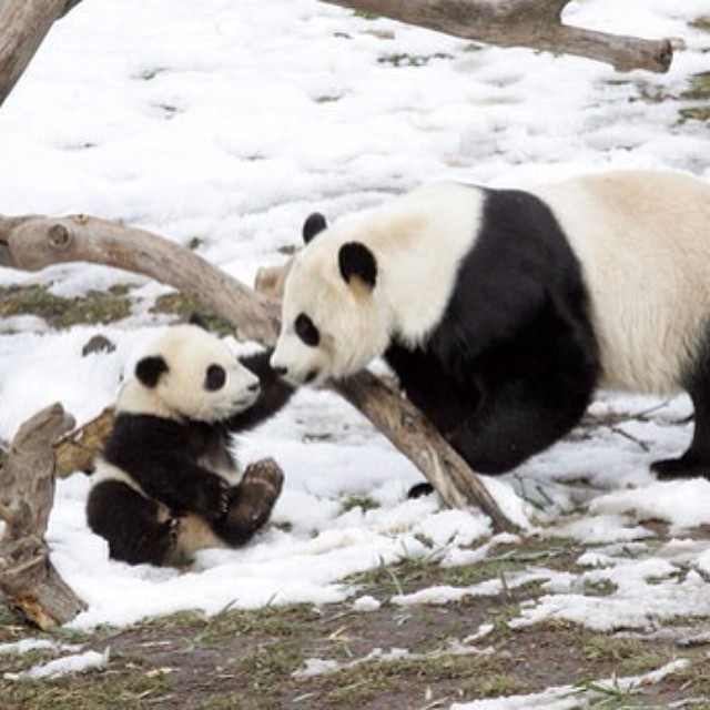 Mother and panda cub.. #panda #cute #instagood #likeforlike #pandabear #asians #likes