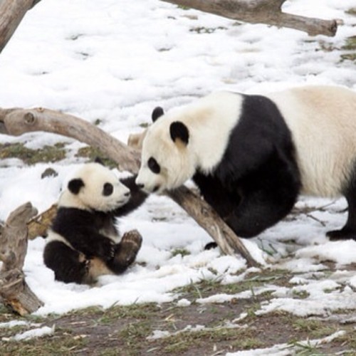 Porn photo Mother and panda cub.. #panda #cute #instagood