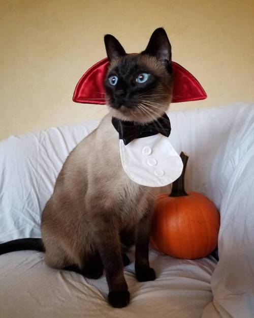 Catula