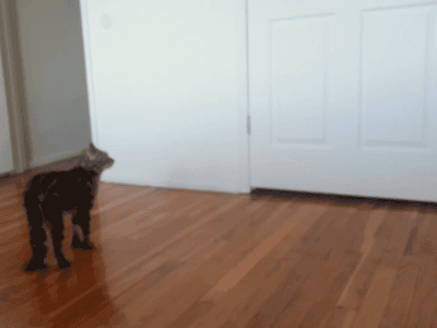 cineraria:  Yogi cat walking on rear legs only - YouTube
