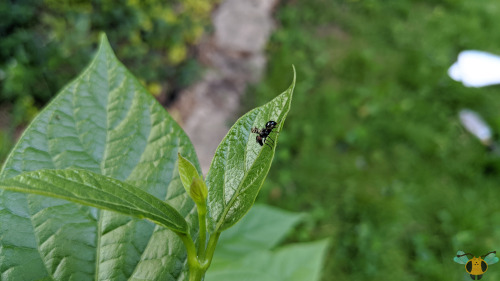 Signal Fly - Rivellia spp.The process continues to add more insect families to the blog, so today th