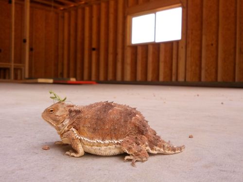 ryulongd:  helloitsimi:  Suspicious chubby dragon. Found on r/delightfullychubby  is that a fucking mantis on its head 