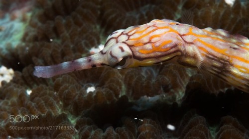 lifeunderthewaves:Close up Pipefish by Ninike Close up Pipefish