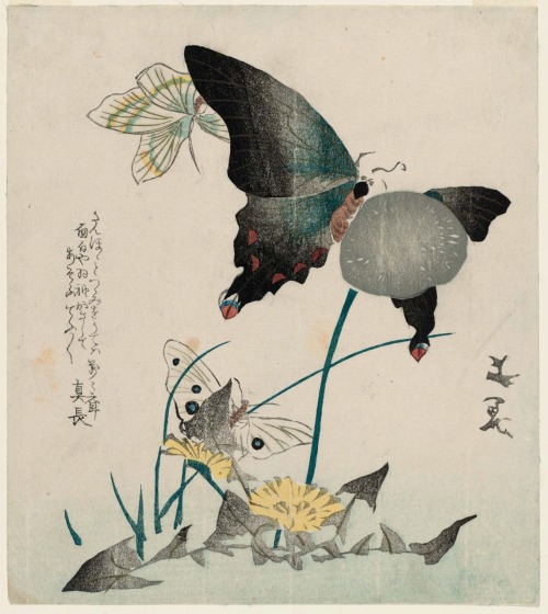 Dandelions and butterflies.Woodblock print (surimono ink and color on paper.20.7 x 18.4 cm.Edo Perio