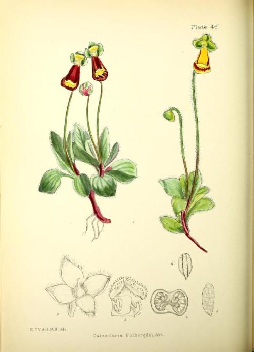  Mrs. E. M. CottonIllustrations of the Flowering Plants and Ferns of the Falkland Islands. London: L