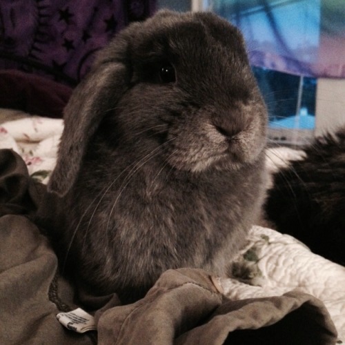 bunniesarethebest: my Toby!!Submitted by  circus-gothika