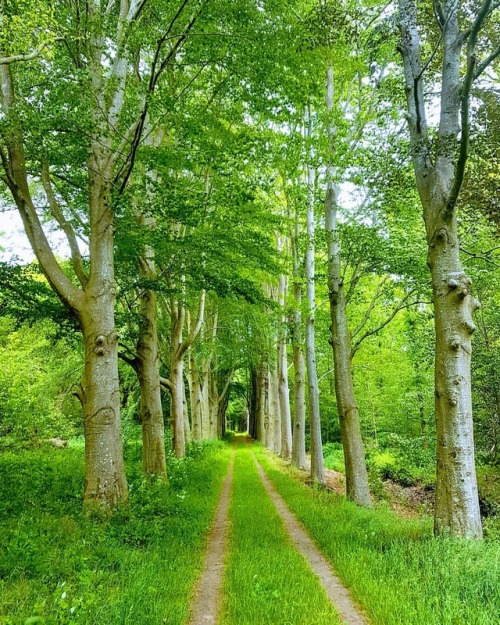 noortmaarten: Greenway #landscape #veenhuizen #summer #trees #treescape #drenthe #netherlands #summe