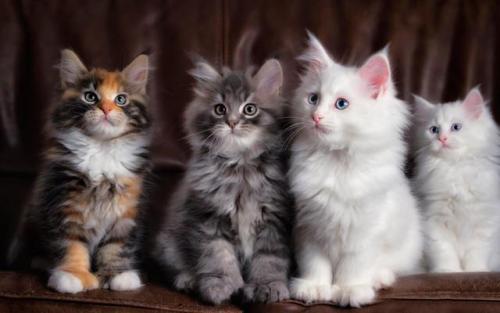 cutekittensarefun:Cute kittens