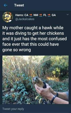 devastat0r1775: magmix:   demonladytakkuri:  mad-hare: OvO  If be confused too how tf you catch a Hawk midair.   you gotta be quick   “Did ya just catch me, bitch?” 