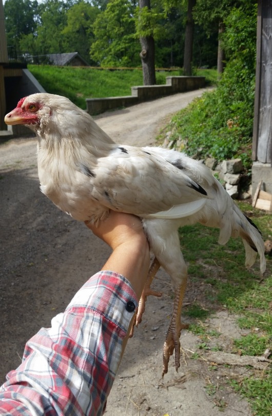 Just A Bunch Of Normal Chickens