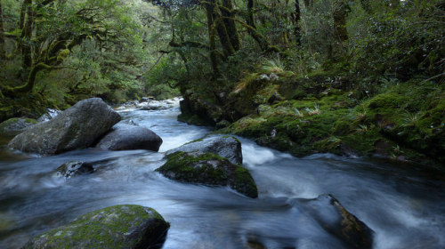 Rahu River, Victoria Forest Park NZ by New Zealand Wild on Flickr.