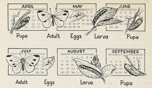 nemfrog: Life history of the cabbage butterfly. Agriculture for High Schools. 1951.Internet Arc