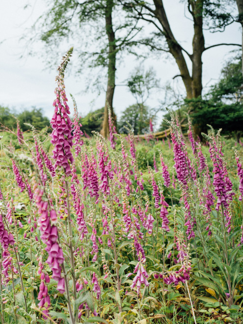 Foxglove Fields, SomersetPhotographed by Freddie Ardley 