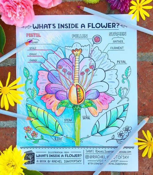 Looking for worksheets to go along with my book What’s Inside a Flower? Check out the free downloads