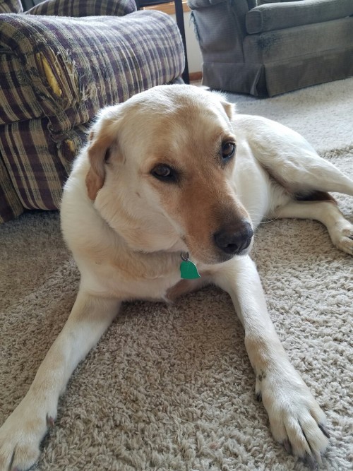 this is my pupper his name is dakota &amp; he is A Nerd&ndash;his cheeks look so squishy oh my gosh,