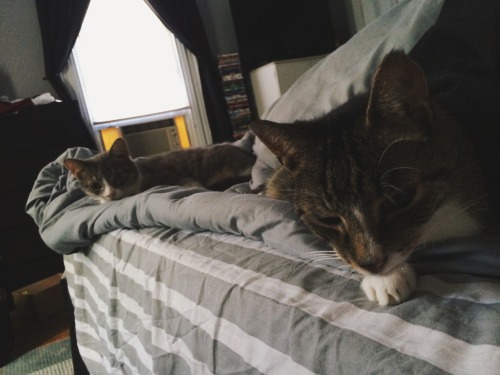 cad-y:woke up to these two right next to me *^*