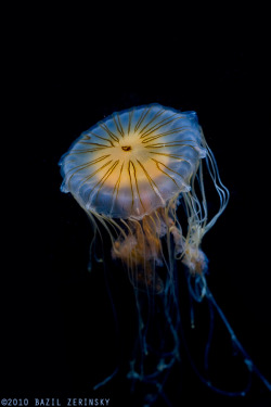 mooonjellies:  verablue