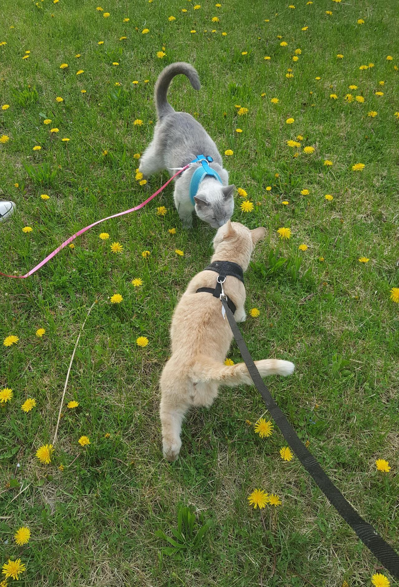 cutecornflakes:  My sister’s 3 legged cat and my cat meeting in a field of dandelions
