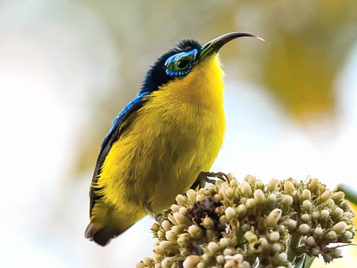 wtxch:Yellow-bellied Sunbird-Asity (Neodrepanis hypoxantha)