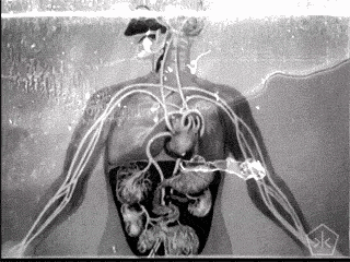 okkultmotionpictures: Listen To Your HeartOut-of-copyright medical science GIFs Source: