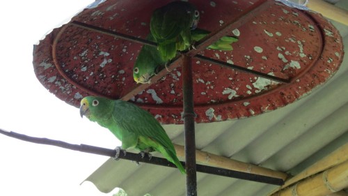 Parakeets - Manizales - Colombia 2012