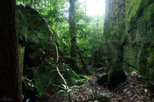 frolicingintheforest:Secret jungles.