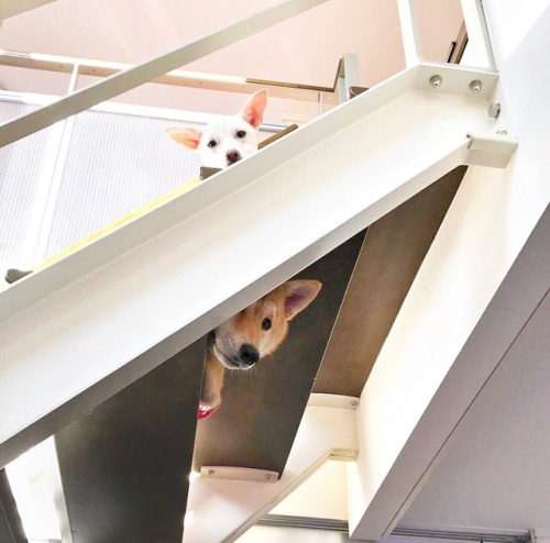 mustardtigress:today’s peeky shibes