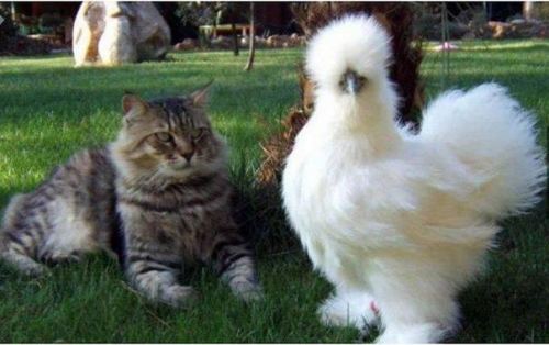 cuteanimalspics: Cat: “what are you supposed to be?” Bird:…