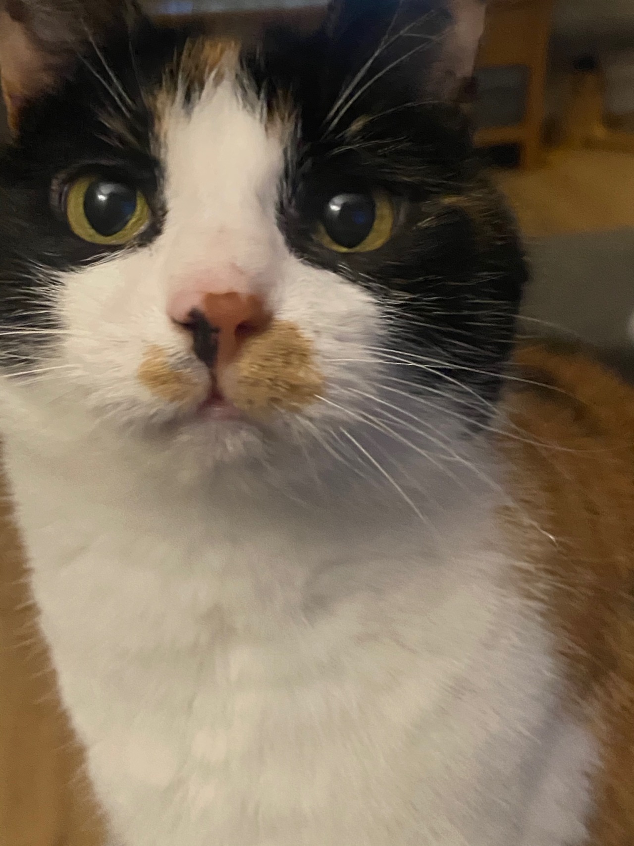 A List Of Names I Call My Cat On Tumblr a-list-of-names-i-call-my-cat-on-tumblr