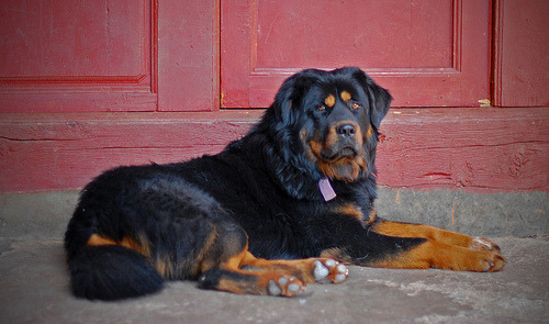 Rottweiler dog breed