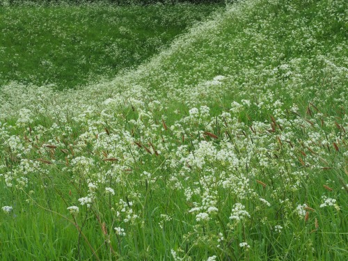 Walk to North Elmham, Norfolk11th May 2022