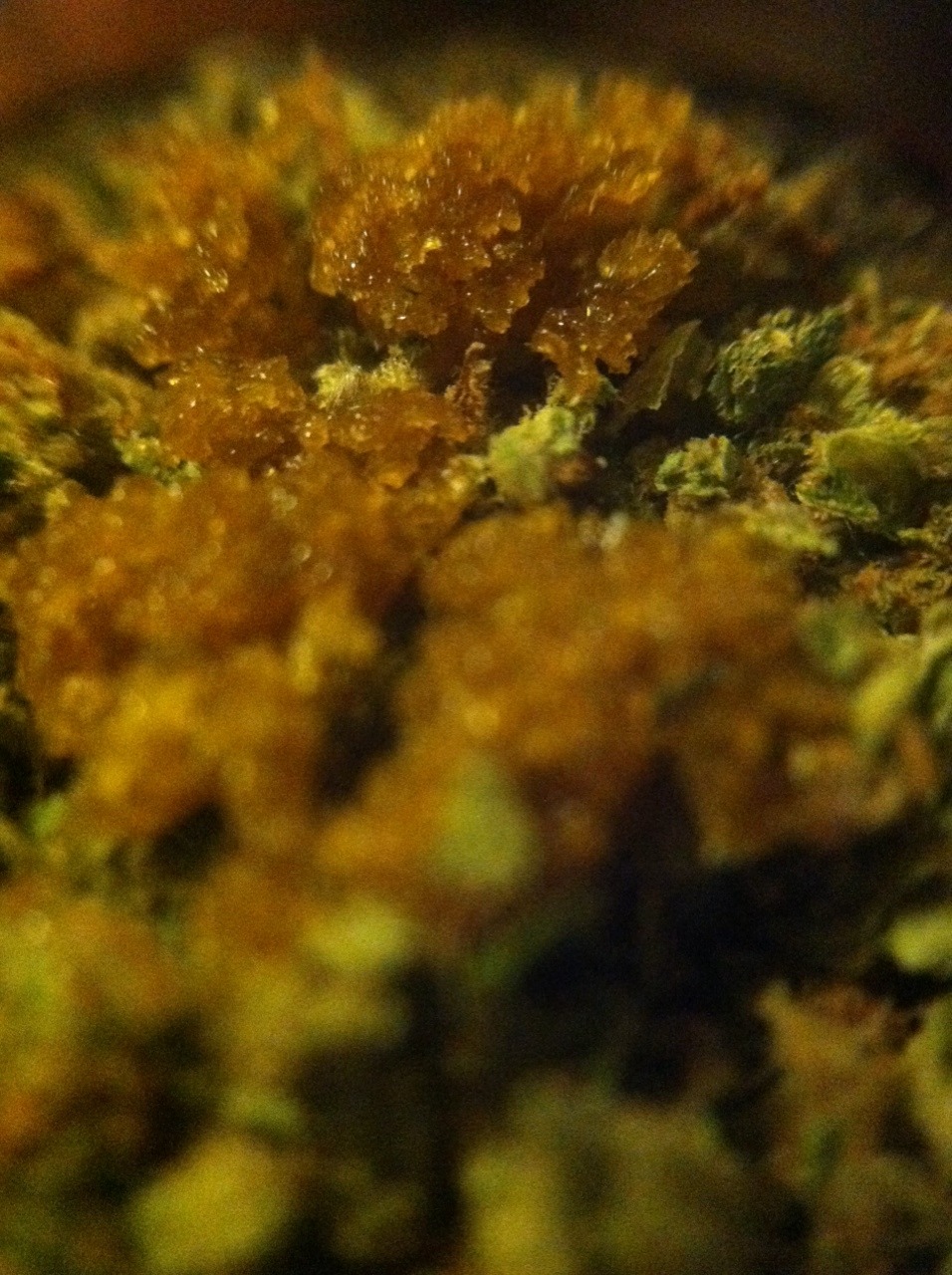 cuttthroatcutie:  Sweet cheese on top of critical mass to treat my flare up.