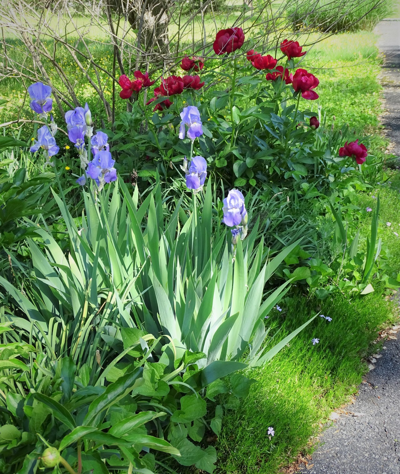 Image of Irises and forsythia plants