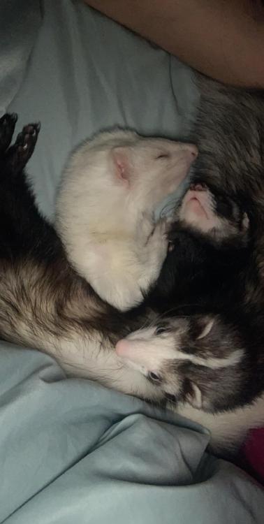 We’re the three best friends that anyone could have : ferrets