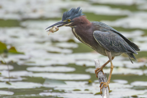 earthporn-org: Green Heron at the Little Red Schoolhouse Nature Preserve in Willow Springs, IL.