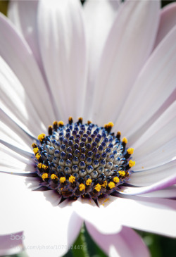 tinnacriss:  white flower by maragempeler