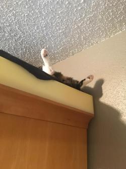 awwcutepets:My cat chillin’ on her bed