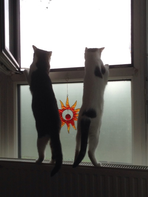 simmtennant: My kitties love to watch the outside world.