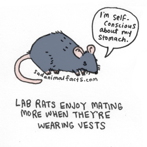 sadanimalfacts:  This sad animal fact came from a really weird study done on rats.