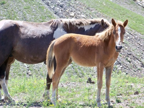 Earlier I posted about Millie, the first foal born on the mountain this year. If you would like to d