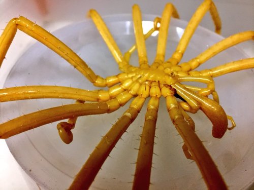 onenicebugperday:bogleech:Thank u for letting me know that the sea spider genus Dodecalopoda can have TWELVE legs instead of the usual eight and also it’s one of the abyssal groups that gets huge :D They can have eight, ten, OR twelve legs. Absolutely