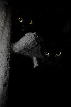 Magical-Meow:  The Watchers (By Eaghra) 