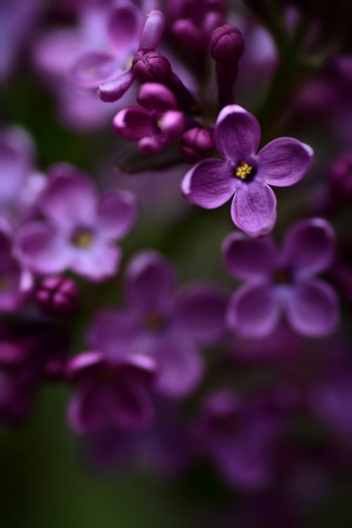 korurichocolat: ライラック Syringa vulgaris Lilac