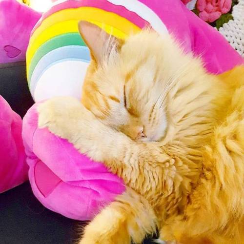 Awww! Nothing cuter than kitties snuggling @carebears Sending you all good vibes today. You&rsqu