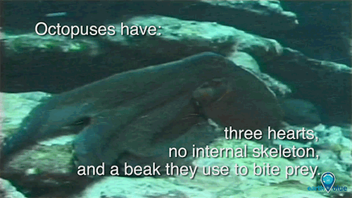 What Makes Octopuses So Awesome?